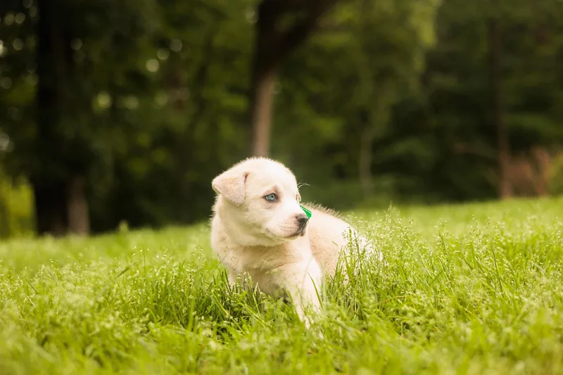 A baby medium-sized female White / Cream Mixed Breed dog named Marie Transport for adoption in Gradyville, KY