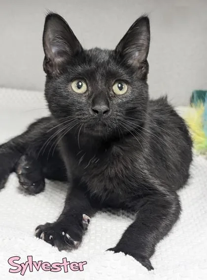 Sylvester