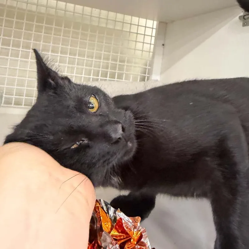A baby small-sized male Domestic Short Hair cat named La Mancha for adoption in St. Paul, MN