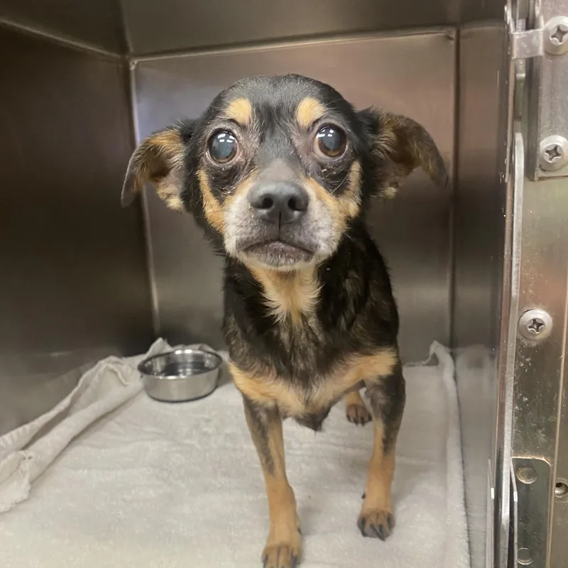 A senior small-sized female Chihuahua dog named Maple for adoption in Columbus, GA