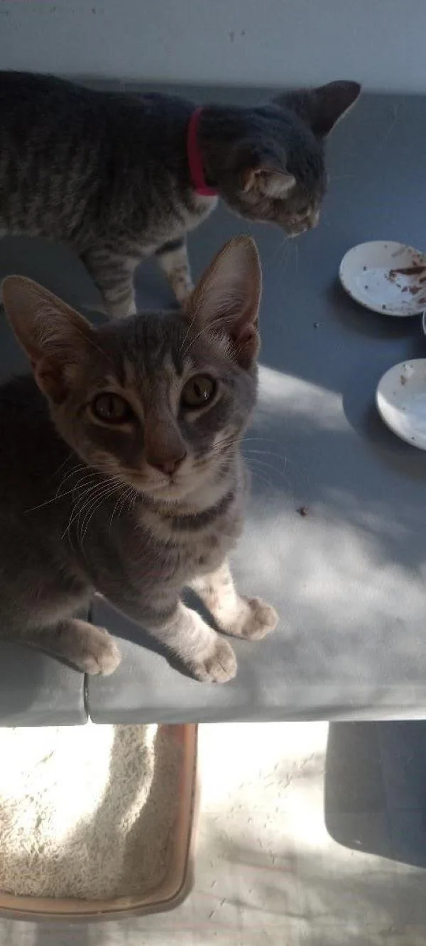 A baby medium-sized female Buff & White Domestic Short Hair cat named Molly for adoption in San Andreas, CA