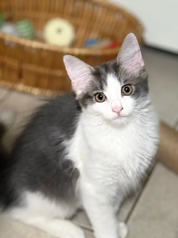 A young medium-sized female Gray / Blue / Silver Domestic Long Hair cat named Dora for adoption in North Babylon, NY