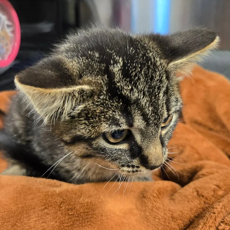 A baby small-sized female Brown / Chocolate Domestic Short Hair cat named Lexi for adoption in Waukesha, WI