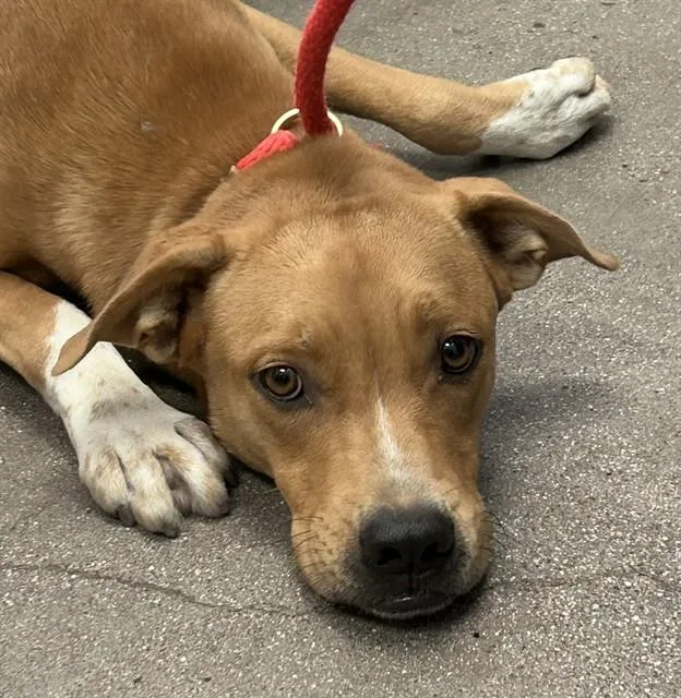 A young large-sized male Labrador Retriever dog named Elroy for adoption in Tucson, AZ
