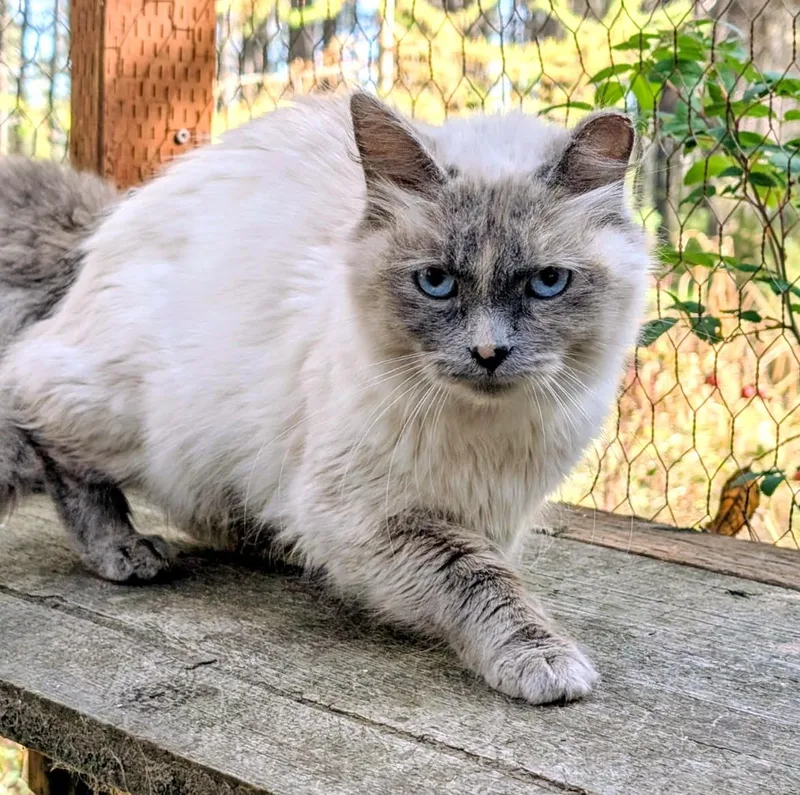 An adult medium-sized female Siamese cat named Auroa Lovable Sweetheart for adoption in Newport, WA