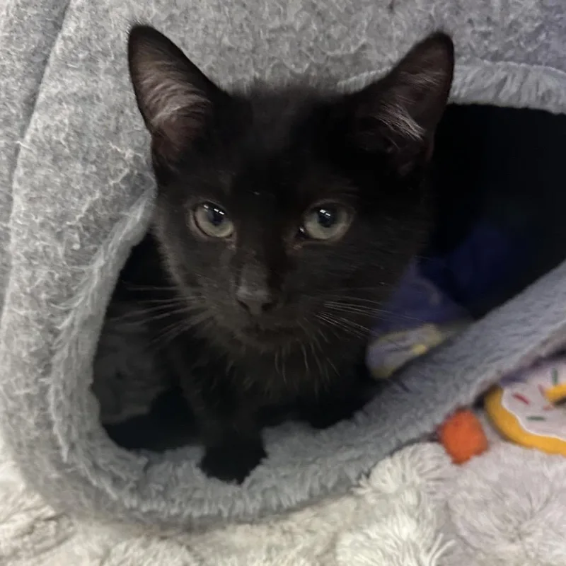 A baby small-sized male Black Domestic Short Hair cat named Noir for adoption in Westhampton, NY