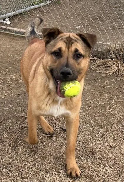 A young medium-sized female Labrador Retriever dog named Bandit for adoption in West Memphis, AR