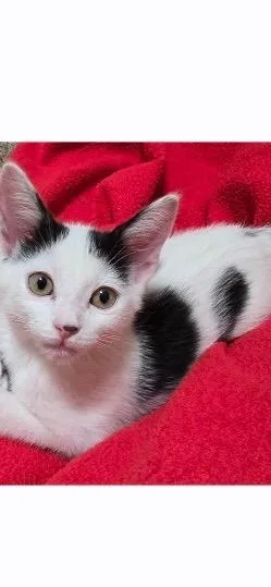 A baby small-sized female Domestic Short Hair cat named Luna Y for adoption in Ogden, UT