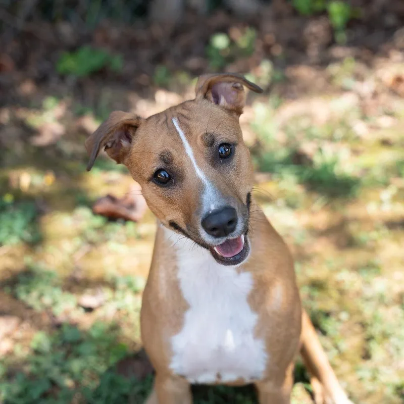 A young medium-sized female Yellow / Tan / Blond / Fawn Mixed Breed dog named Sweet pea for adoption in Gainesville, GA
