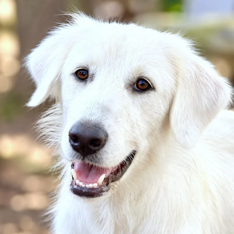 An adult medium-sized female Great Pyrenees dog named Sky for adoption in Boerne, TX
