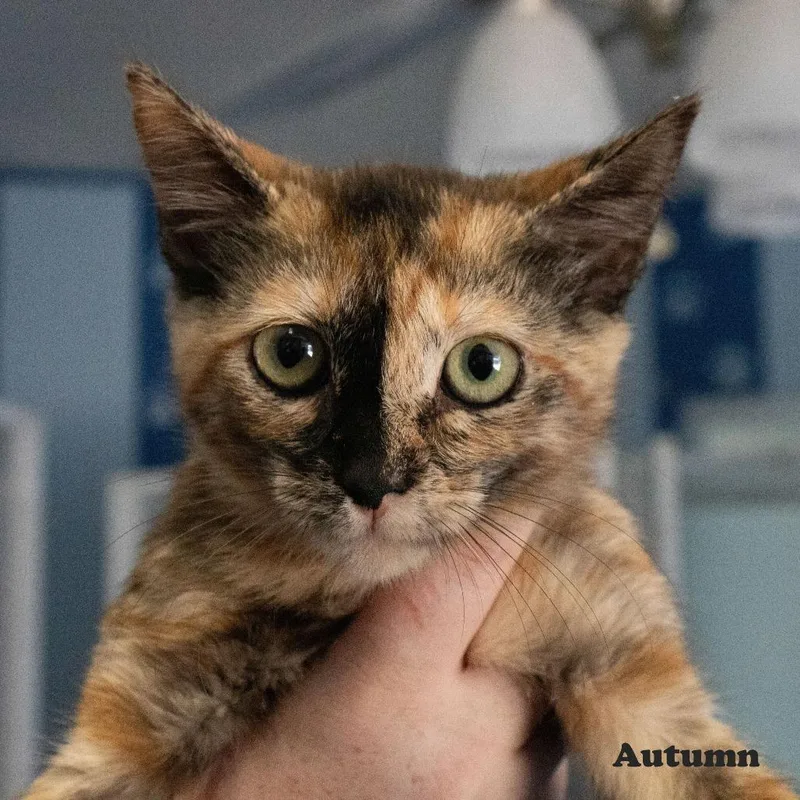 A baby small-sized female Black Domestic Short Hair cat named Autumn for adoption in Yucaipa, CA