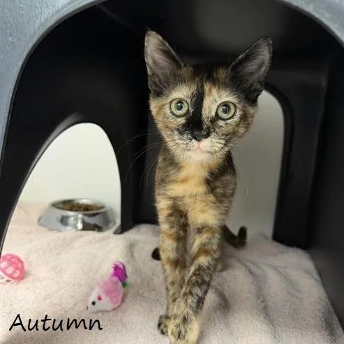 Autumn thumbnail 2