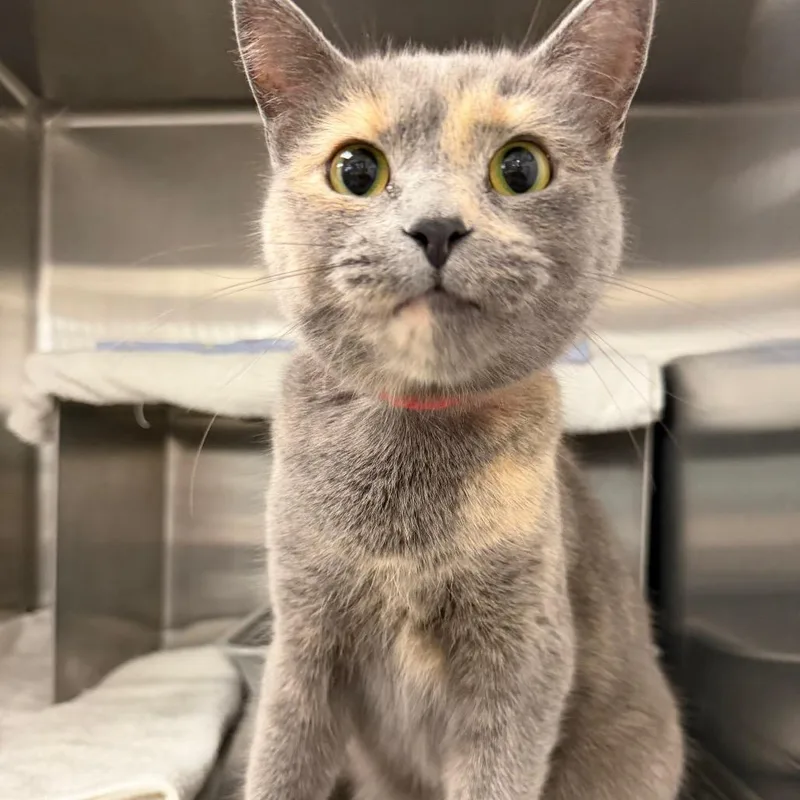 An adult medium-sized female Tortoiseshell Domestic Short Hair cat named Anna for adoption in Hamburg, NY