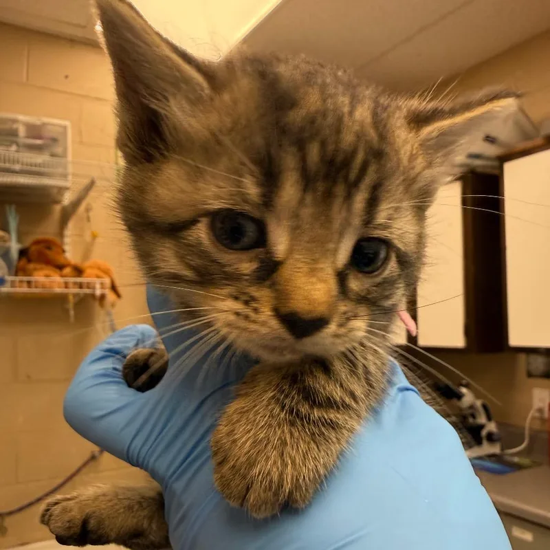 A baby small-sized female Brown / Chocolate Domestic Short Hair cat named Lilo for adoption in Troy, VA
