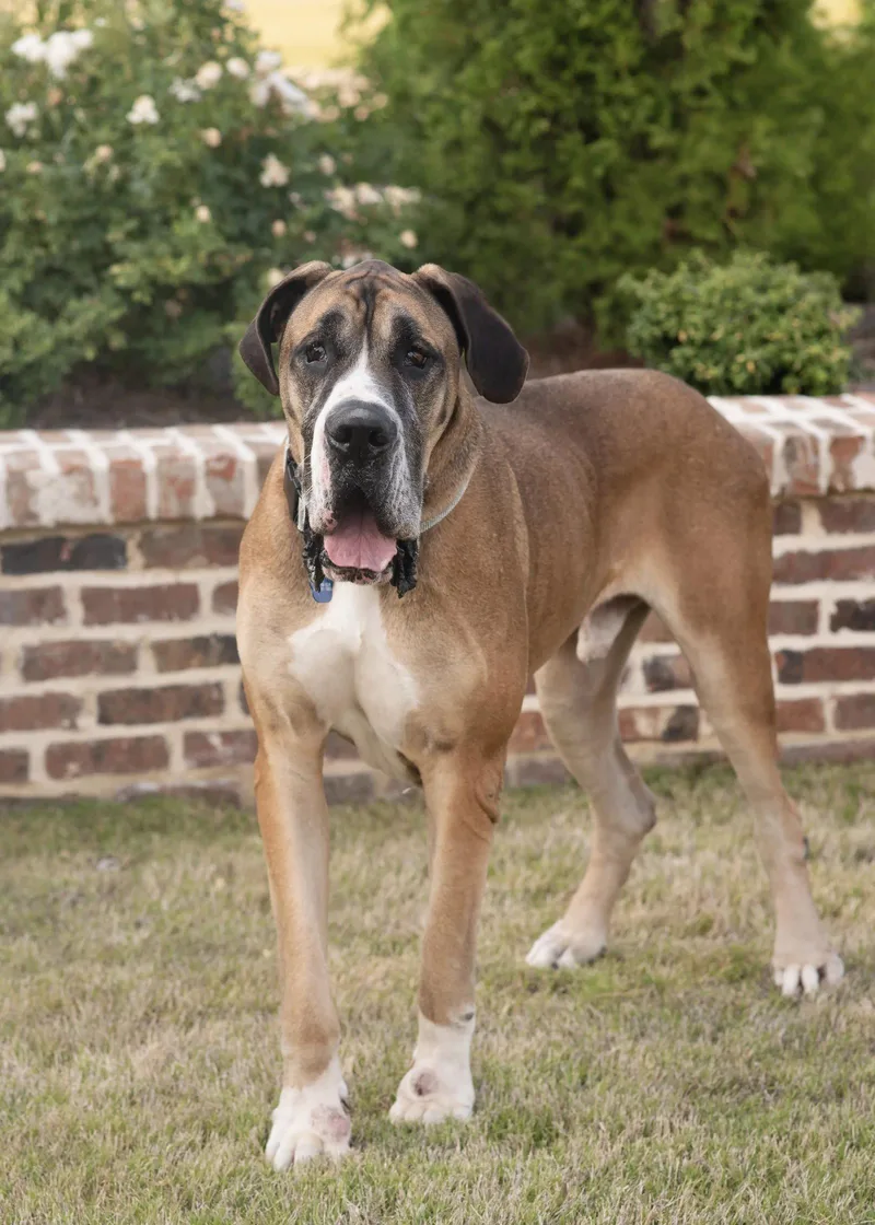 An adult extra large-sized male Great Dane dog named Macaroni for adoption in Southaven, MS