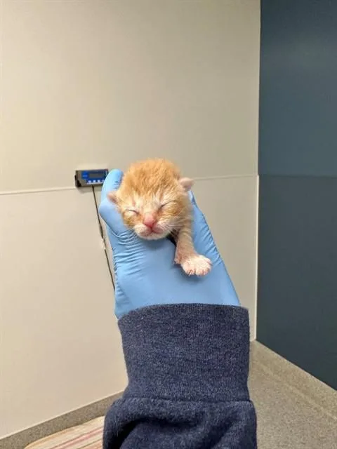A baby small-sized male Domestic Short Hair cat named Apollo for adoption in San Luis Obispo, CA