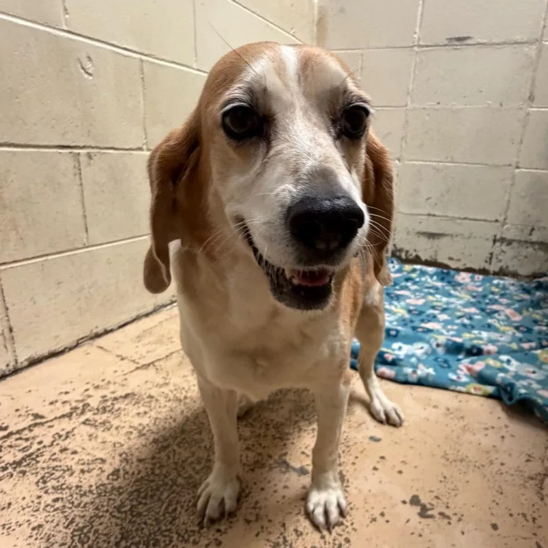A senior medium-sized male Yellow / Tan / Blond / Fawn Beagle dog named Tuscstray for adoption in Tuscaloosa, AL