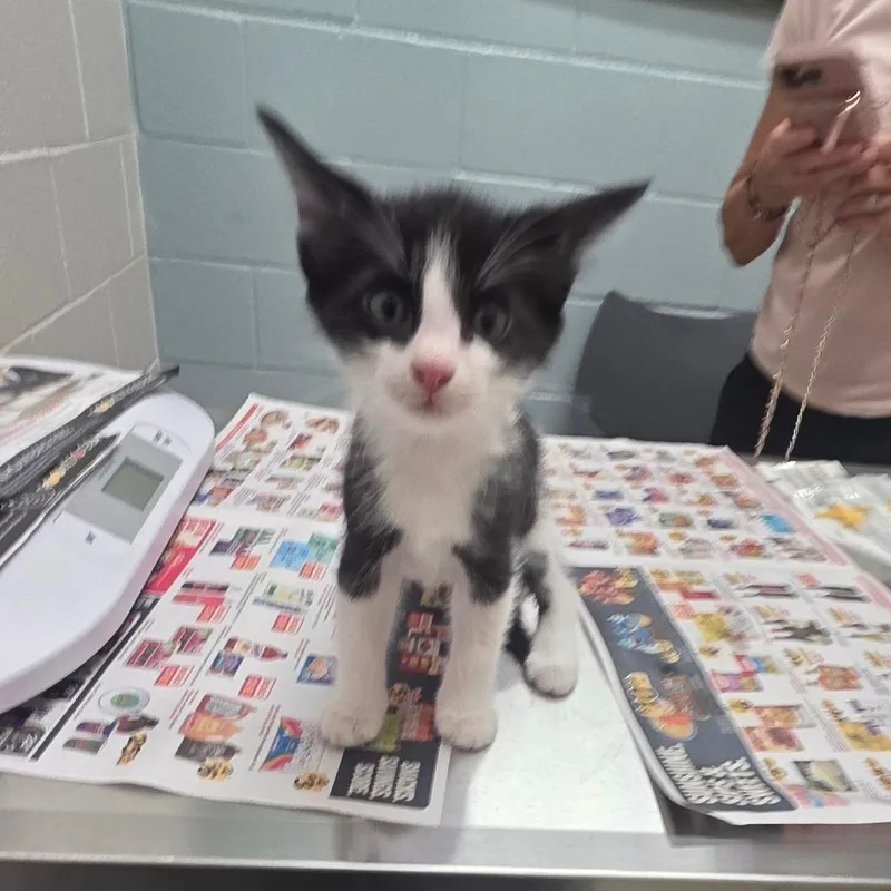 A baby small-sized male Black Domestic Short Hair cat named Bobafet for adoption in Jacksonville, FL