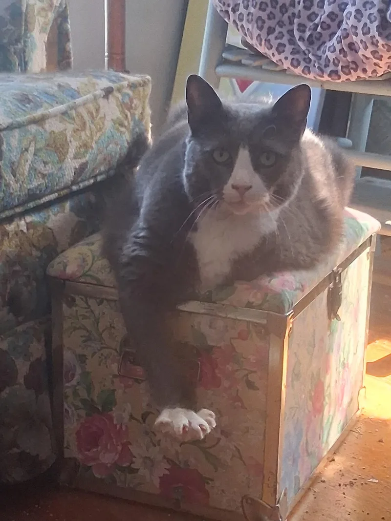 An adult large-sized female Domestic Short Hair cat named Mittens for adoption in FITCHBURG, MA