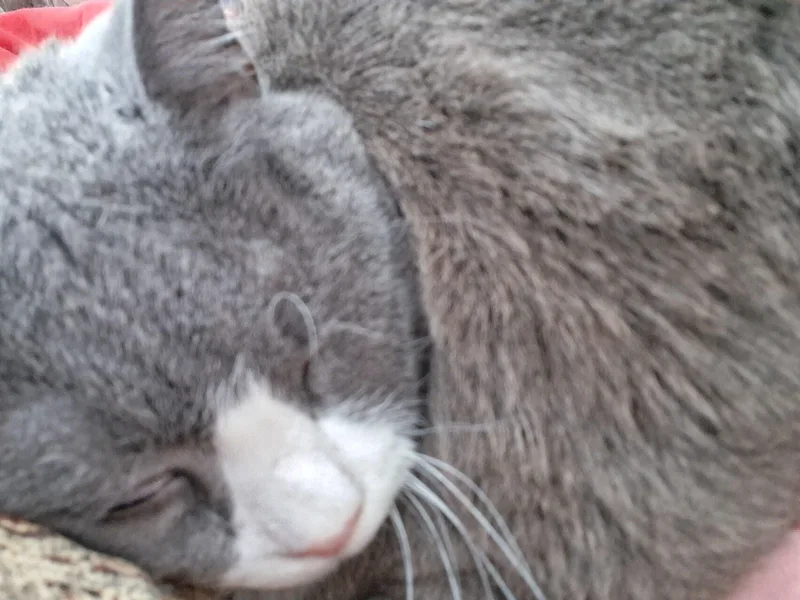 Mittens thumbnail 2