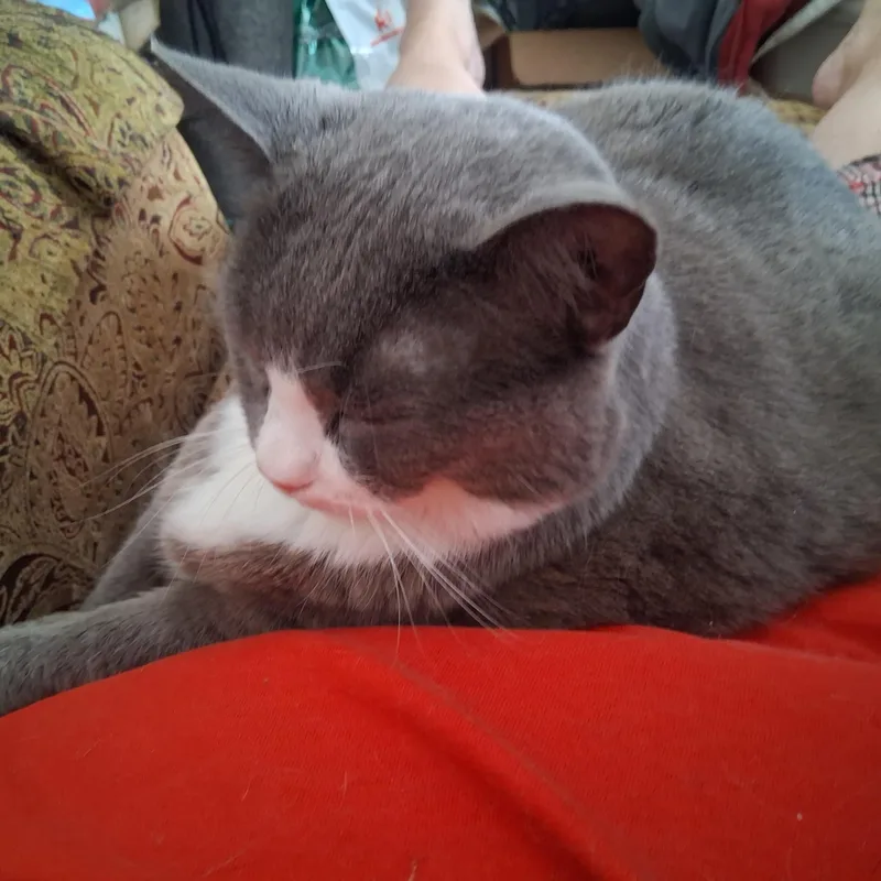 Mittens thumbnail 3