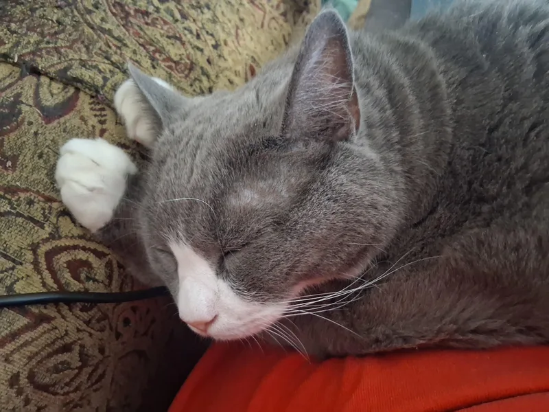 Mittens thumbnail 4