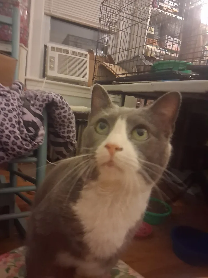 Mittens thumbnail 5