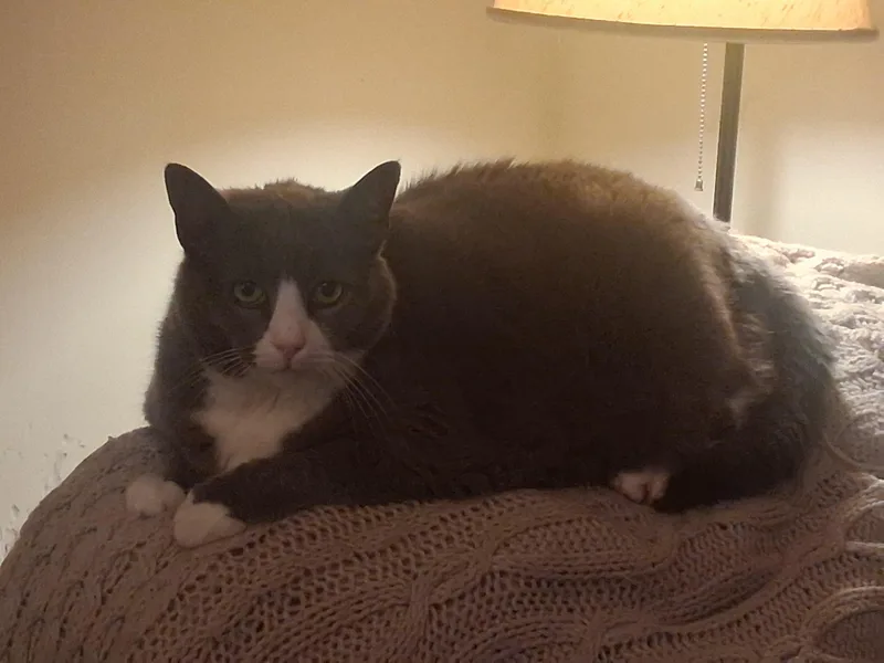 Mittens thumbnail 6
