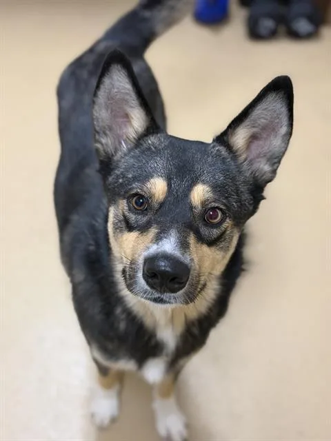An adult large-sized male Australian Cattle Dog / Blue Heeler dog named Marshall for adoption in Chula Vista, CA