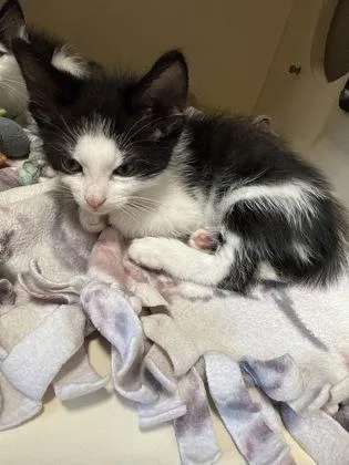 A baby small-sized male Domestic Short Hair cat named Cream for adoption in Pequot Lakes, MN