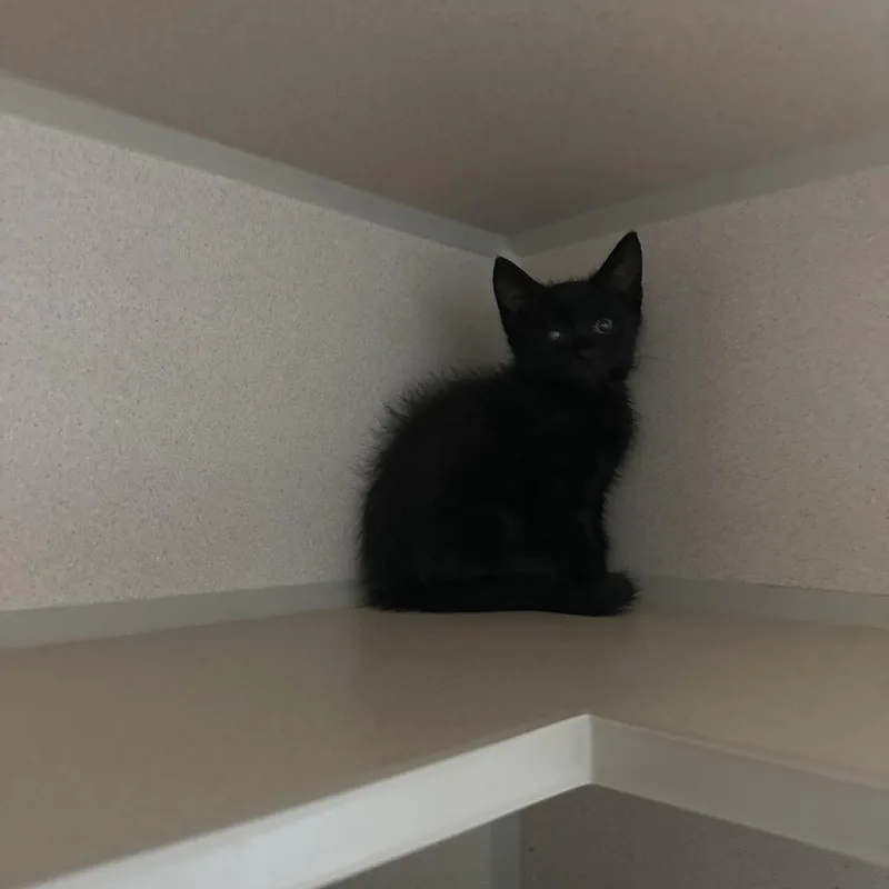 A baby small-sized male Black Domestic Short Hair cat named Cover for adoption in Middle Village, NY