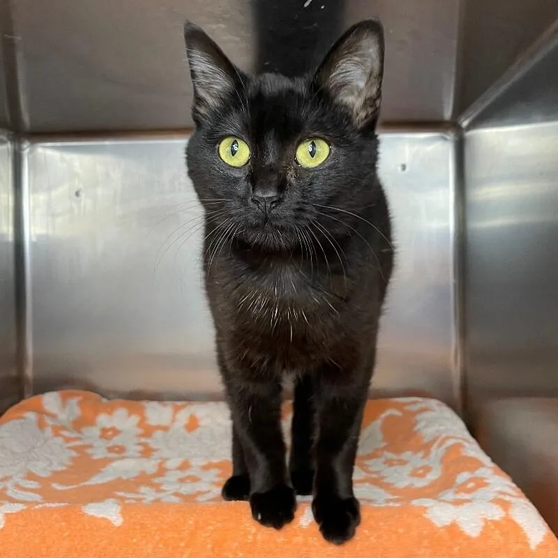Binx