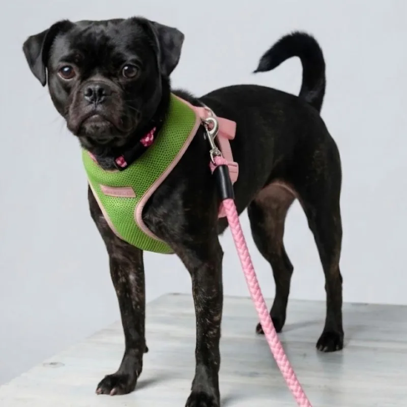A young small-sized female Black Pug dog named Chloe for adoption in Rockville, MD