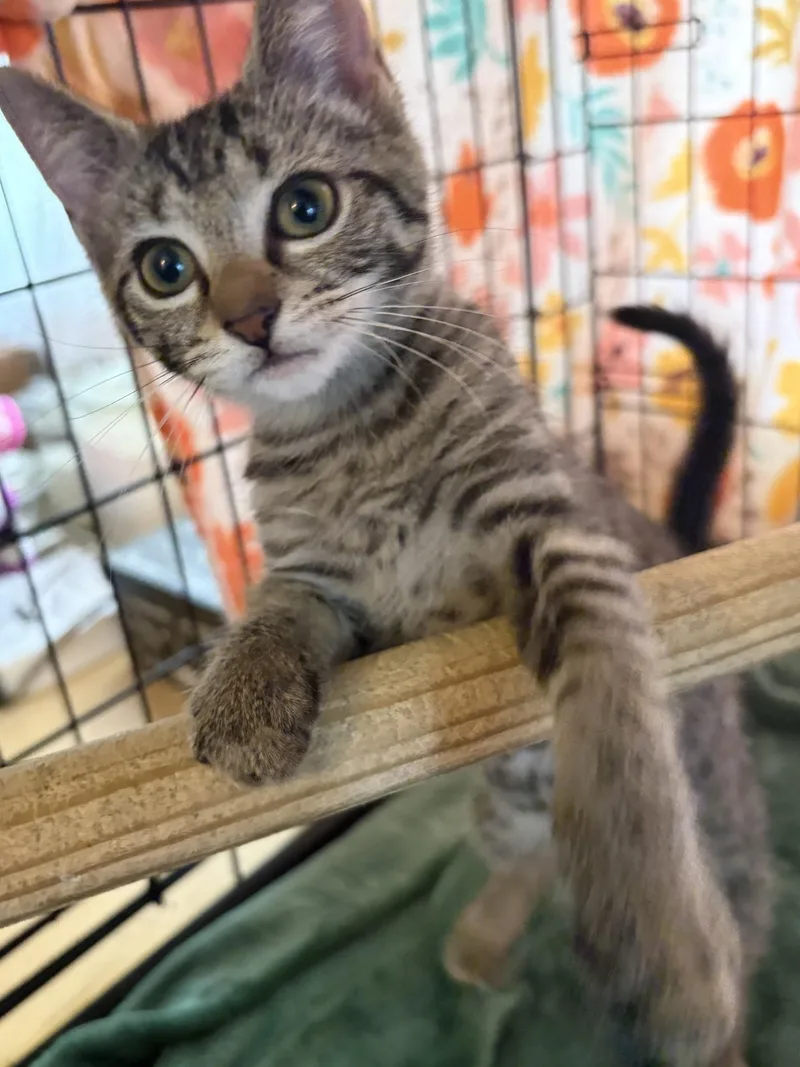 A baby medium-sized female Tabby (Buff / Tan / Fawn) Domestic Short Hair cat named Lillian for adoption in Moorestown, NJ
