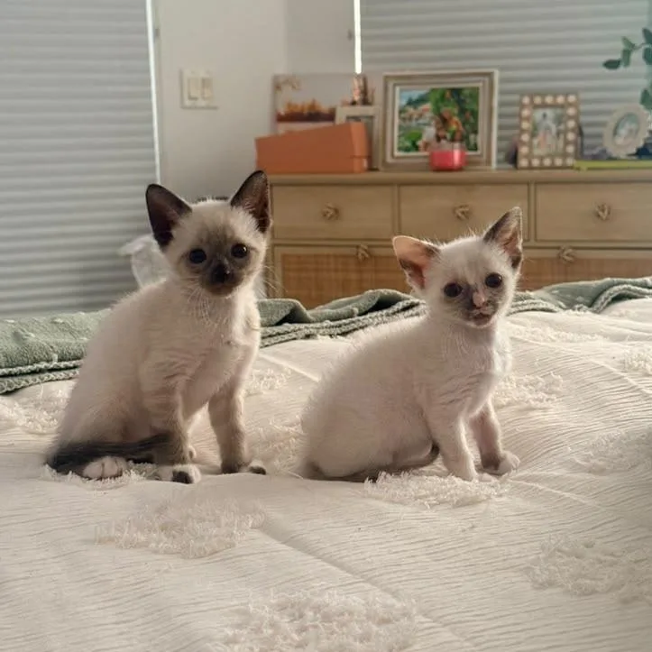A baby medium-sized male Buff & White Domestic Short Hair cat named Stella and Astro for adoption in Sunrise, FL