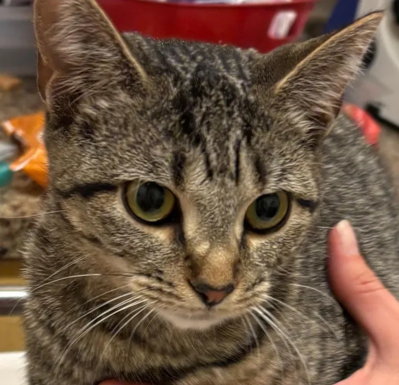 A young small-sized female Domestic Short Hair cat named Powder for adoption in Elizabethton, TN