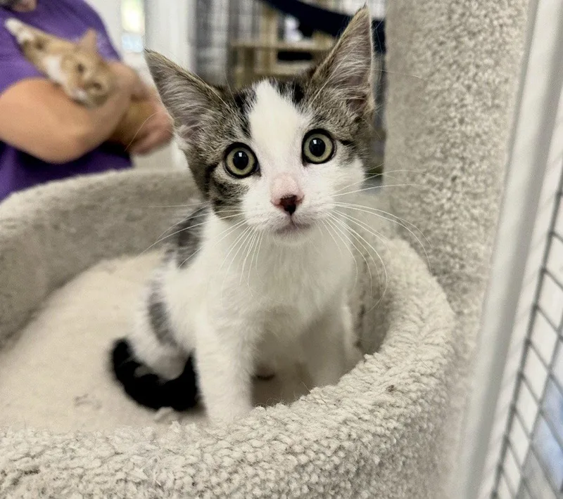 A baby medium-sized male Tabby cat named Smudge for adoption in West Hills, CA