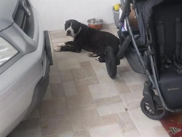 An adult large-sized female Terrier dog named Joy for adoption in Miami, FL