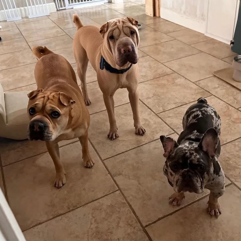 A young medium-sized male Apricot / Beige Shar-Pei dog named Coco for adoption in Pembroke Pines, FL