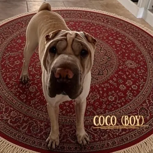 Coco thumbnail 4