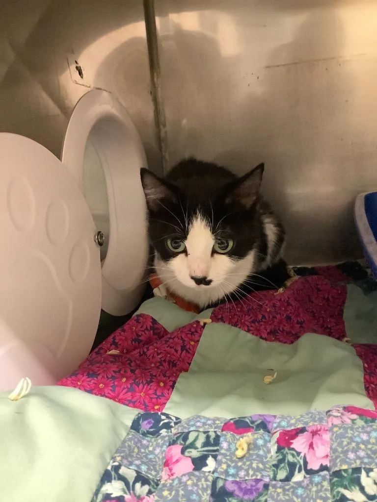 A young small-sized female Domestic Short Hair cat named Eris for adoption in Sidney, NY