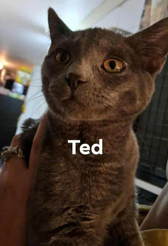 A young small-sized male Domestic Short Hair cat named Ted for adoption in Nucla, CO