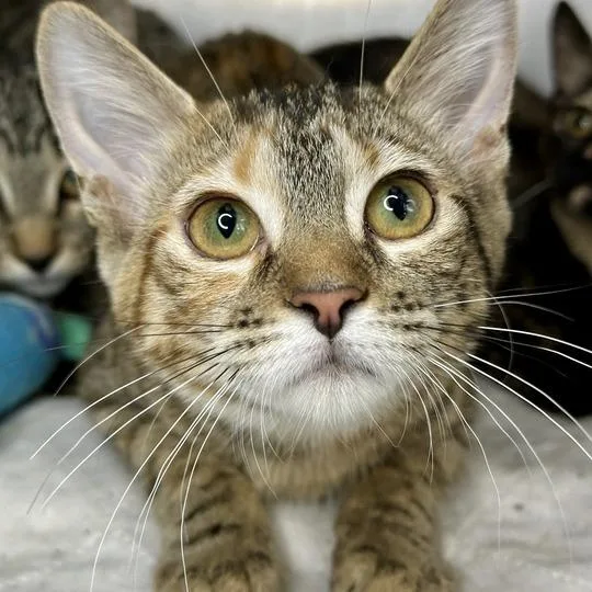 A baby small-sized female Torbie Domestic Short Hair cat named Elated for adoption in Matteson, IL