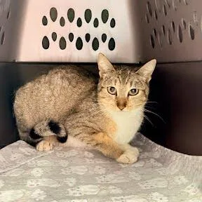 An adult medium-sized female Brown / Chocolate Domestic Short Hair cat named Ally Astronaut for adoption in Austin, TX