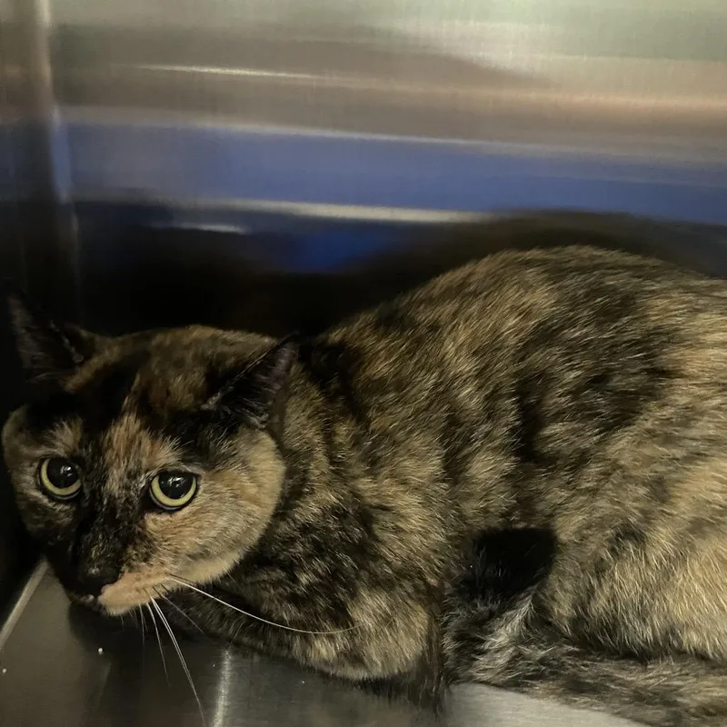 An adult medium-sized female Tortoiseshell Domestic Short Hair cat named Spiced Chai for adoption in Keizer, OR