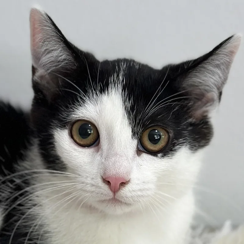 A baby medium-sized female Black & White / Tuxedo Domestic Short Hair cat named Madame Noir for adoption in Victor, NY