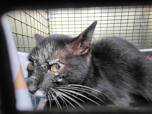 A baby medium-sized female Domestic Short Hair cat named Savannah for adoption in San Antonio, TX