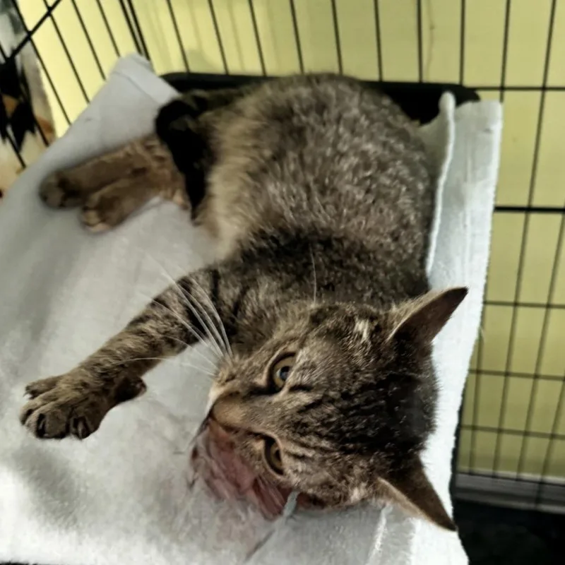A young medium-sized female Brown / Chocolate Domestic Short Hair cat named Mopsy for adoption in Brownsboro, AL