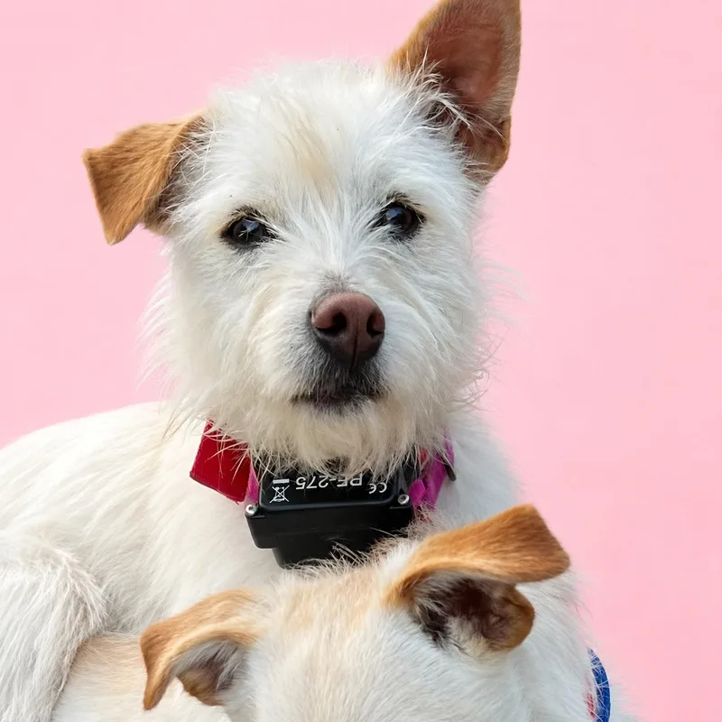 Ollie And Abby thumbnail 3
