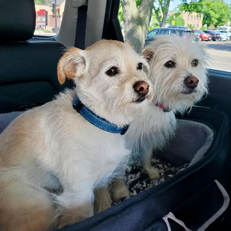 Ollie And Abby thumbnail 4